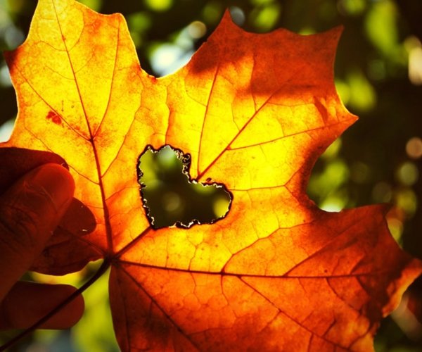 Сердце из осенних листьев