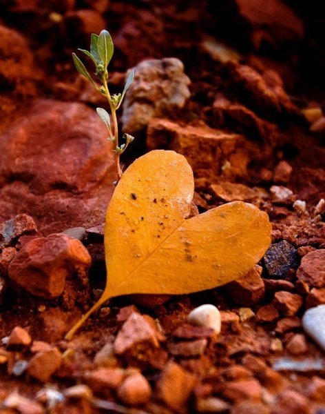 Сердце из листьев