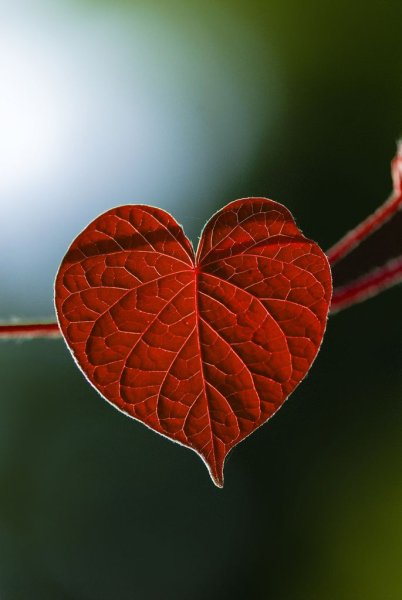Листья в виде сердечек