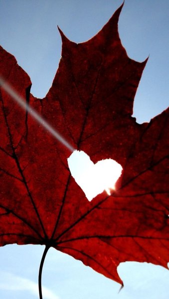 Осенний лист с сердечком
