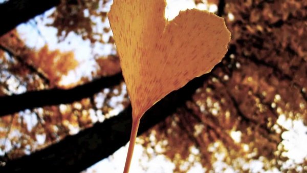 Осень романтика листья