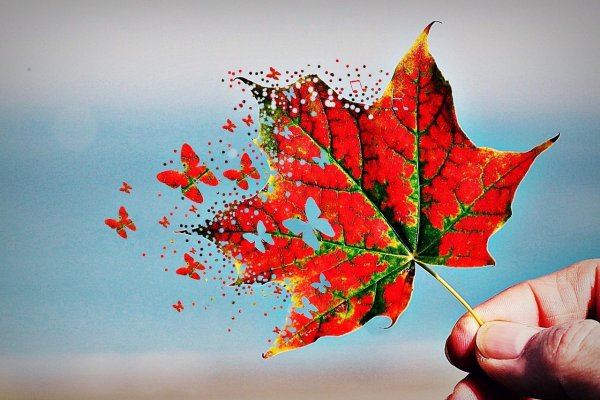 Кленовый лист с сердцем