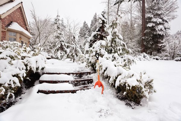 Зима в саду