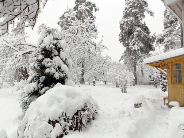 Сад в снегу