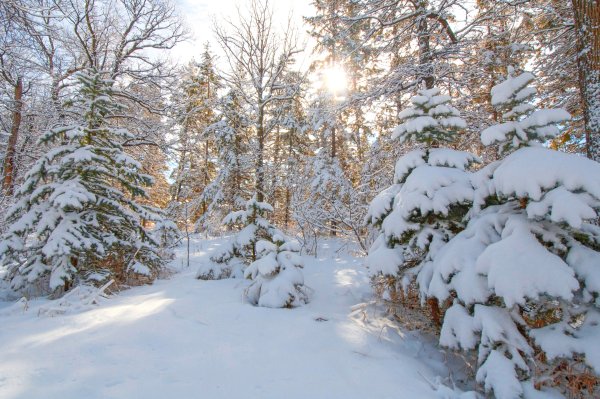 Сугробы в лесу