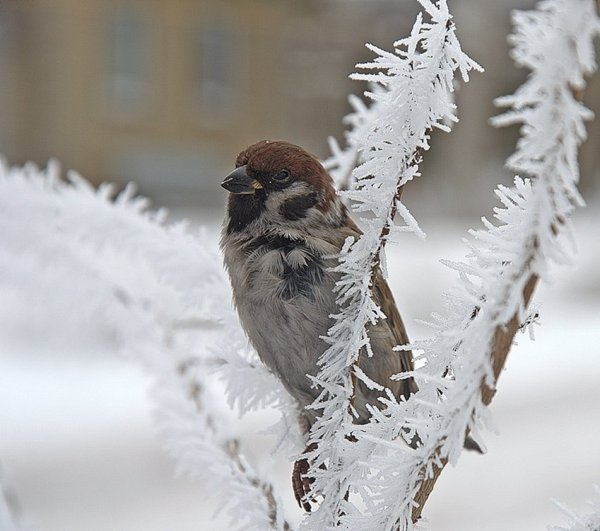Замерзший Воробей