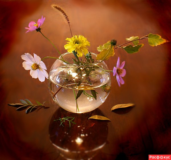 Нежные цветы осени