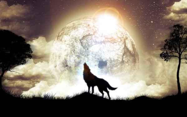 Полнолуние волк