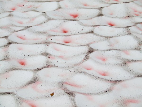 Красный снег и Снежная хламидомонада