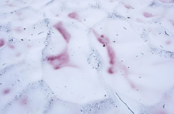 Хламидомонада Снежная Chlamydomonas nivalis