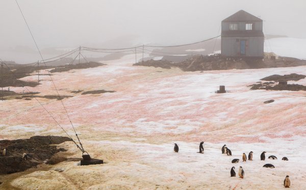Красный снег в Антарктиде