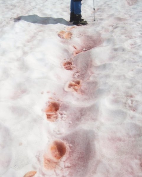 Хламидомонада Снежная Арбузный снег