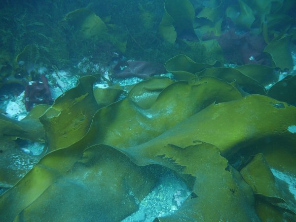 Водоросли Антарктиды