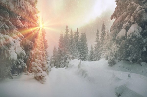 Зимний лес в лучах солнца