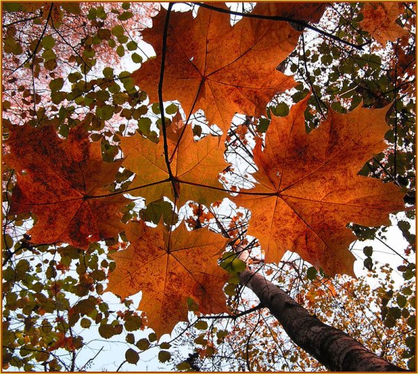 Доброго осеннего понедельника