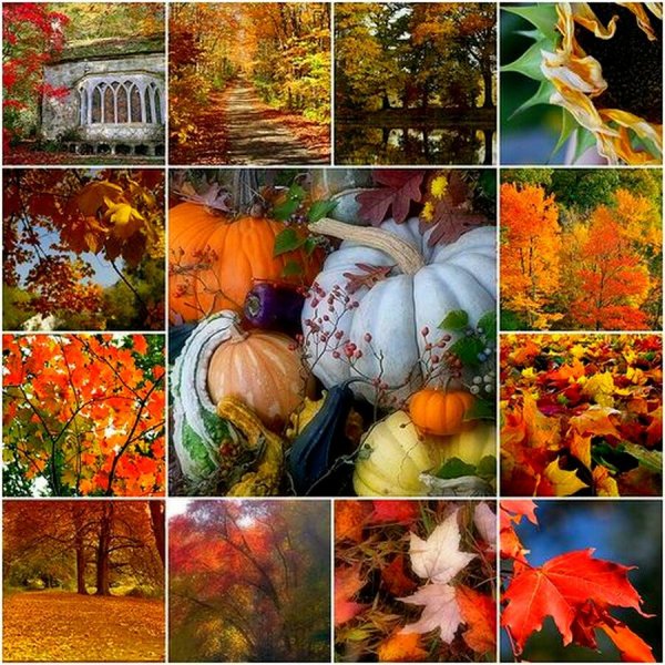Фото Осенний коллаж, более 80 качественных бесплатных стоковых фото