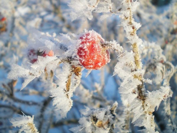 Изморозь на снегу