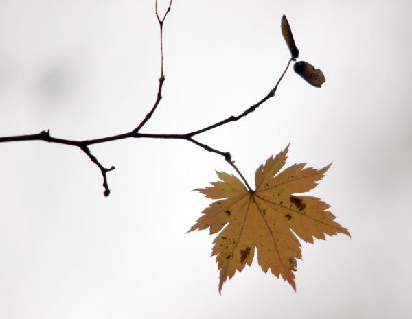 Ветка осеннего дерева