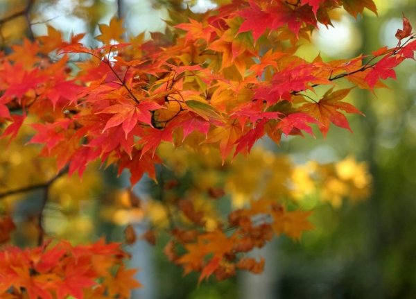 Осенние ветви