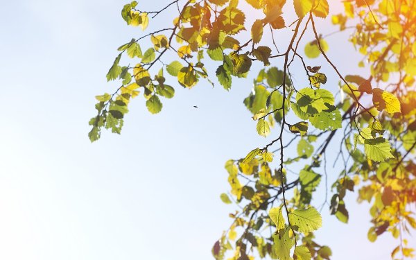 Осенняя ветка на фоне неба