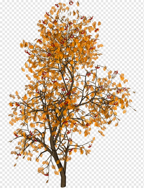 Осеннее дерево