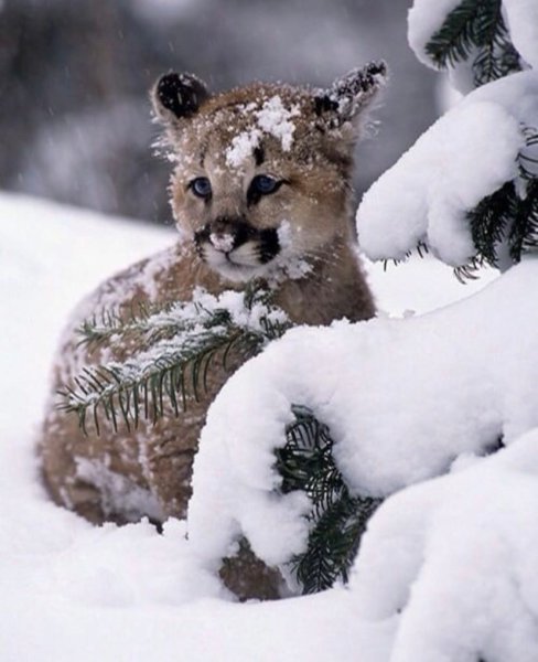 Звери зимой