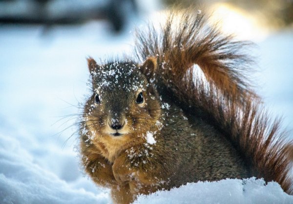 Зимние животные