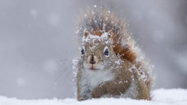 Зверюшки зимой