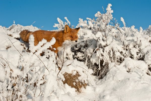 Снежный Покров и животные