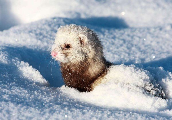 Животные в снегу