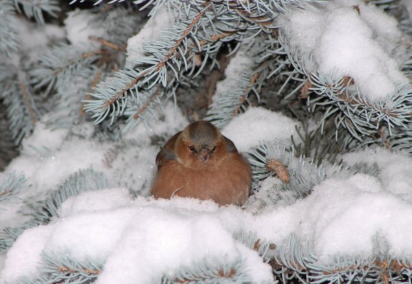 Зверята зимой