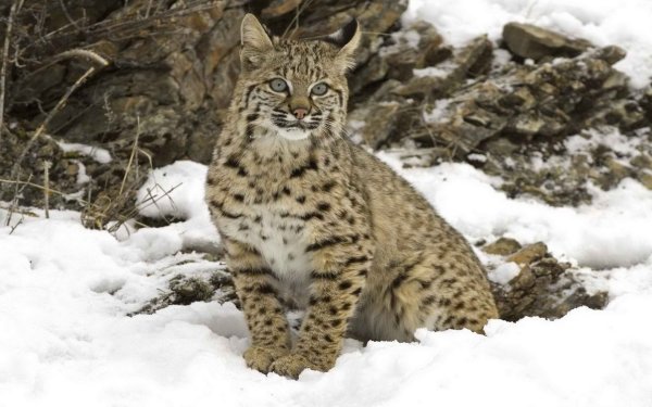 Рысь и Соболь