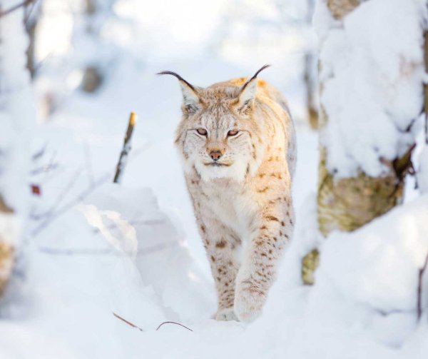 Аляска рыси