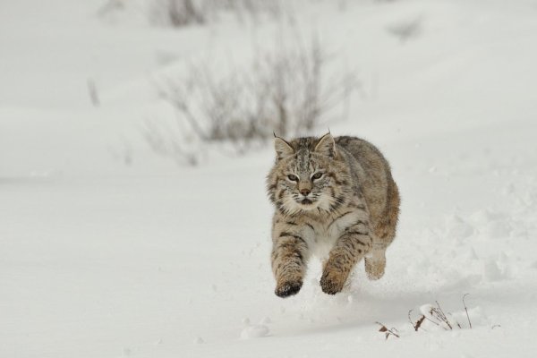 Рысь по снегу