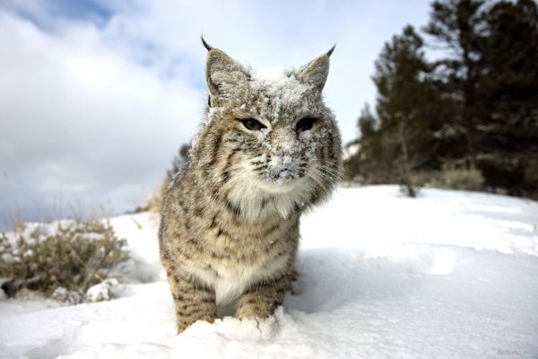 Наталья Рысь