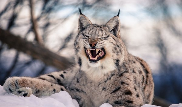 Рысь Уральская