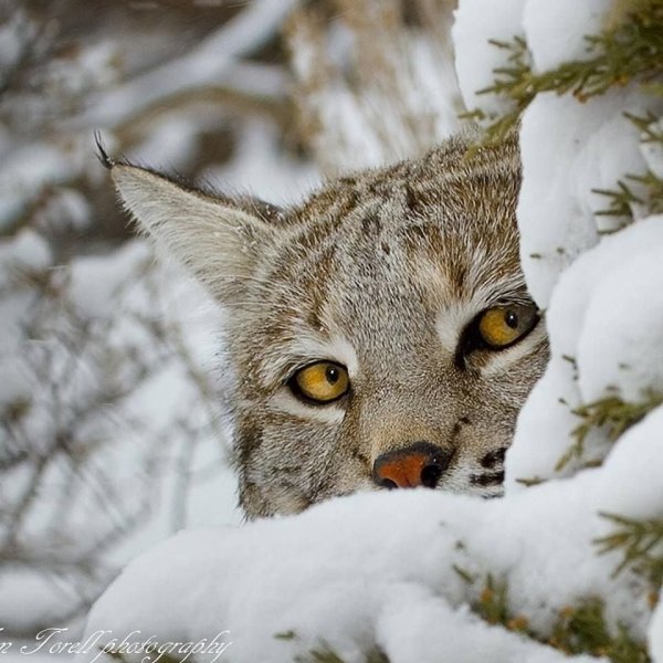 Снежная Рысь
