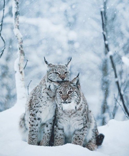 Полярная Рысь