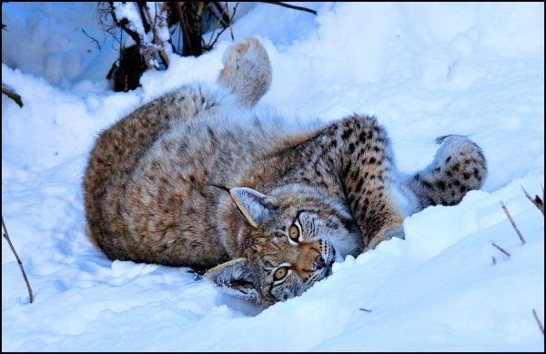 Дикие кошки зимой в лесу