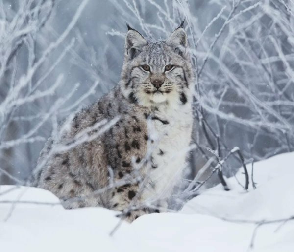 Сибирская Рысь зимой
