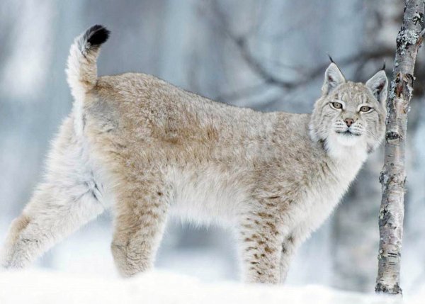 Рысь обыкновенная зимой