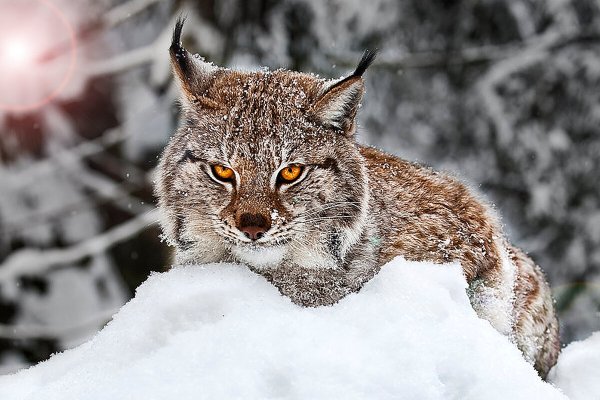 Две рыси в снегу