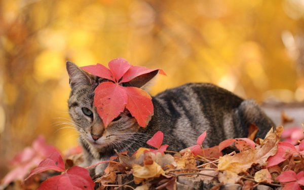 Кот осень