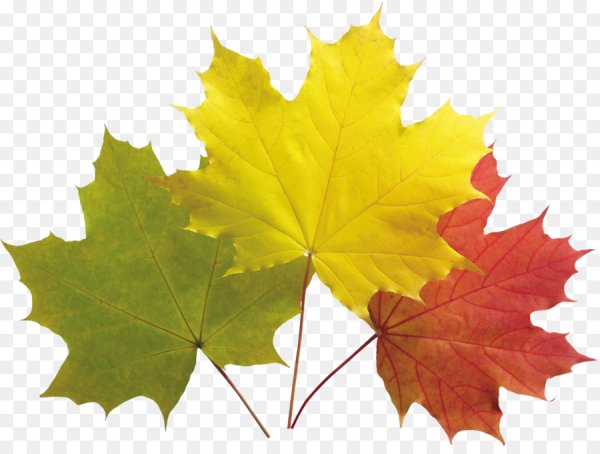 Кленовый лист