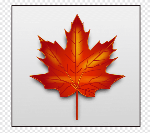 Осенний кленовый лист