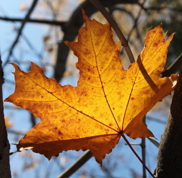 Листья клена осенью