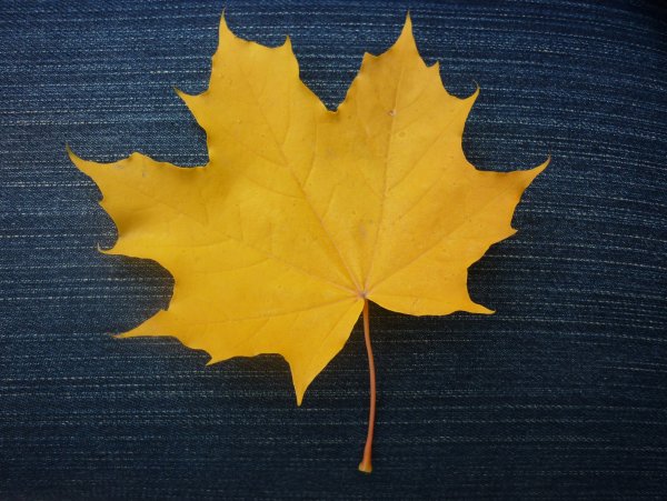 Листики клёна 2см