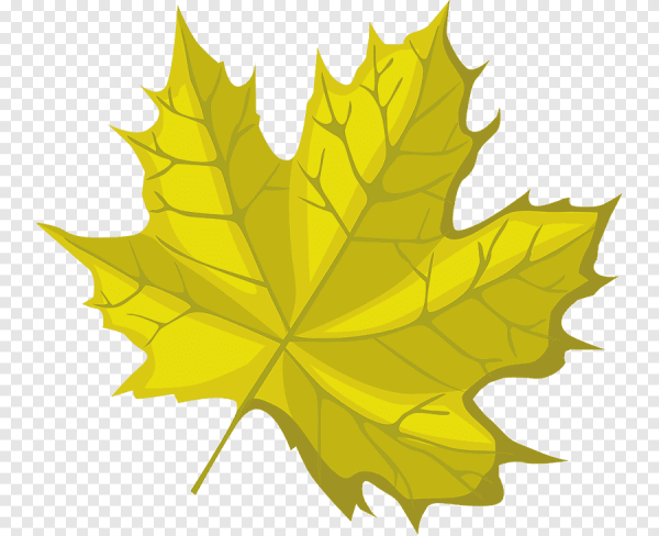 Кленовый лист