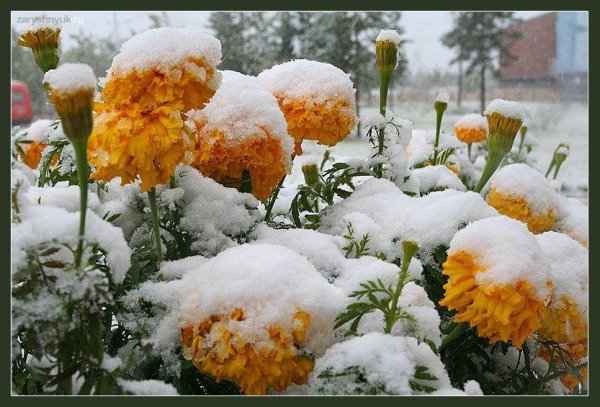 Июньский снег