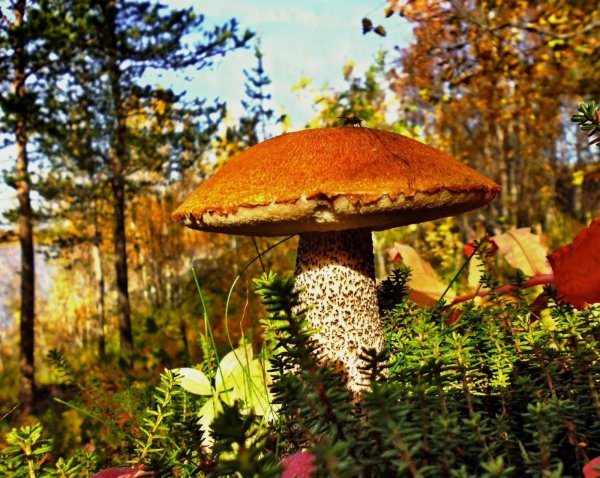 Подберезовик осенний